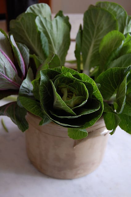 Cabbage Arrangement