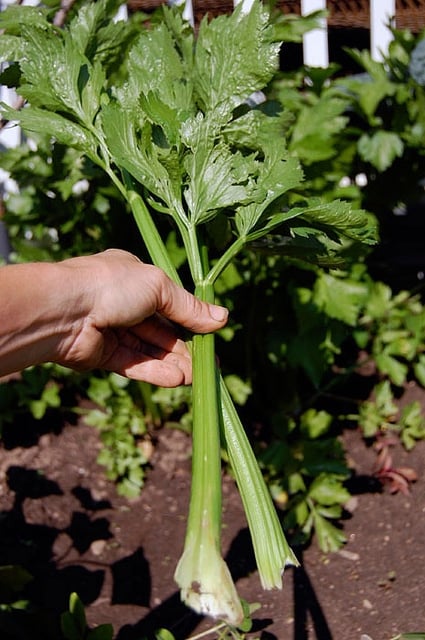 Celery In Garden