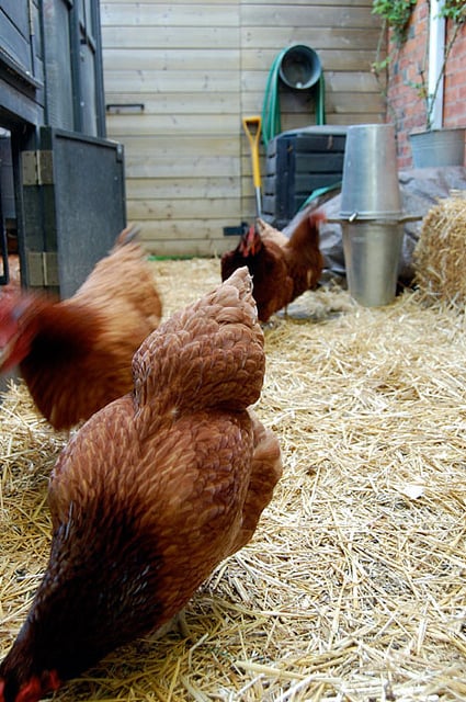 Chickens run through a backyard chicken run laid with straw.
