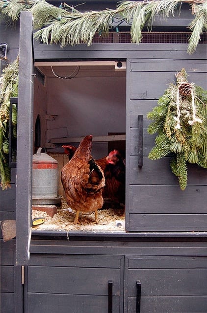 Chicken Coop Decorated for Christmas