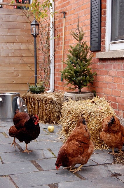 Chicken Coop Decorated for Christmas