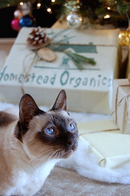 Siamese cat sits in front of Christmas presents.