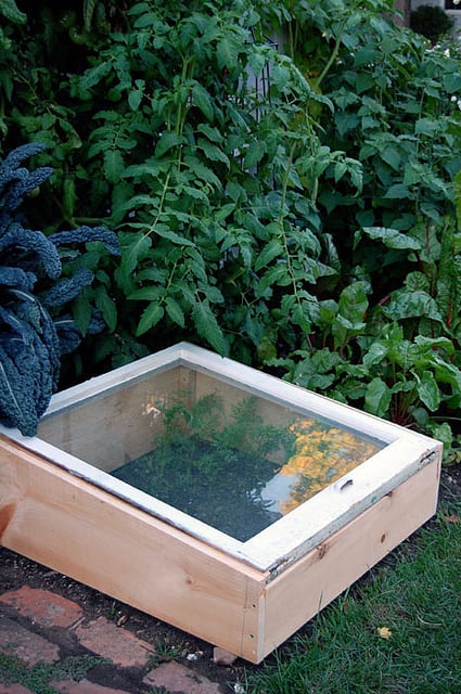 Cold Frame In Garden