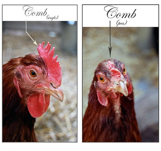 How to sex a chick using 3 different methods. Side by side photos of hens, one with a pea comb another with a single comb.