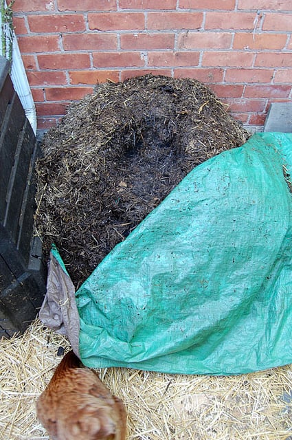 Steaming pile of compost under green tarp in backyard.