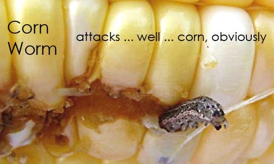Corn Worm 2