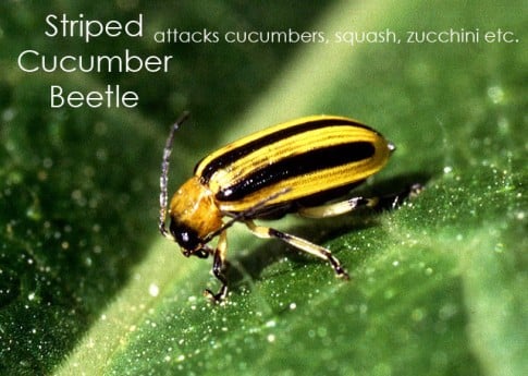 Striped cucumber Beetle on green leaf.