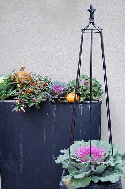 Fall Cabbages In Planters