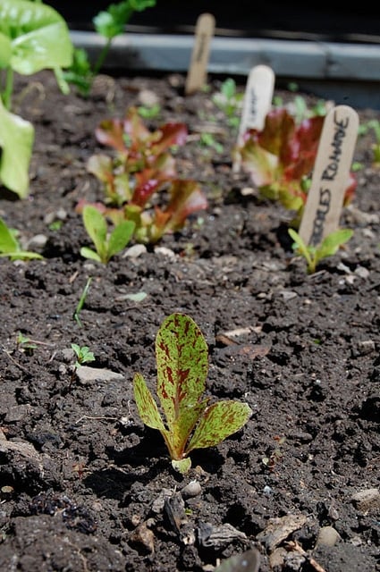 Freckles Romaine