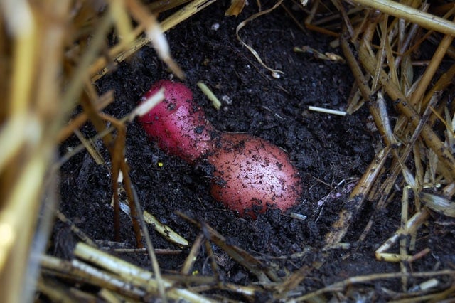 French Fingerling