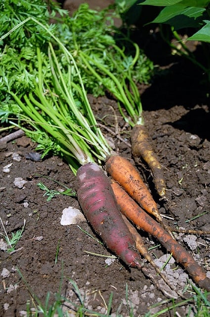 Garden Carrots