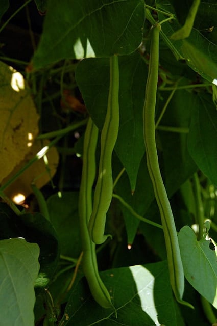 Green Pole Beans