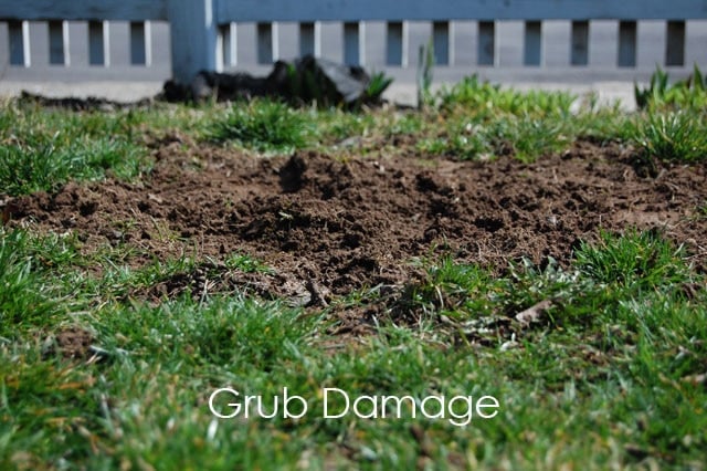 Grub Damage