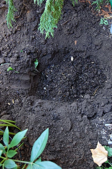 Hole With Compost