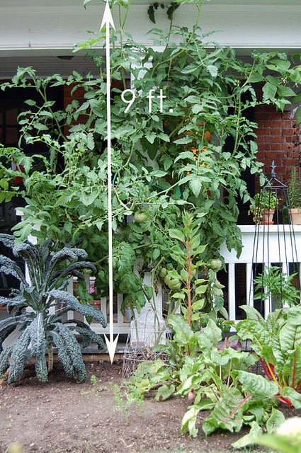 Aunt Ruby's German Green heirloom tomato at 9' tall.