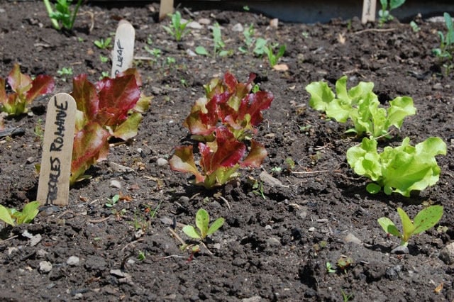 Leaf Lettuces