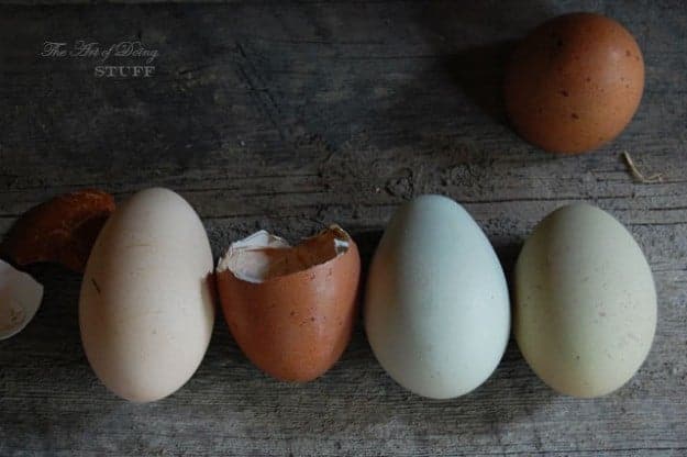 Marans Eggs 20