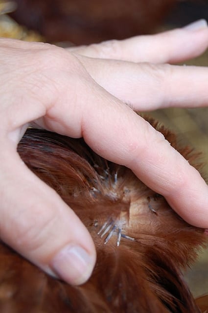 Fingers holding back other feathers to reveal pin feathers growing out of chicken.