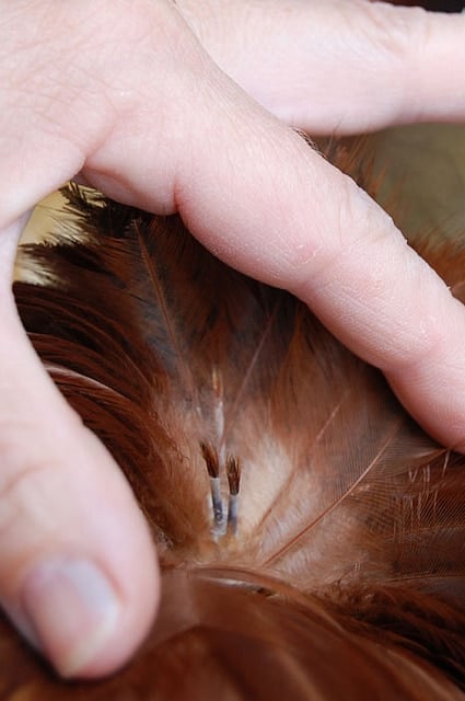 New pin feathers growing on a moulting chicken look like quills.