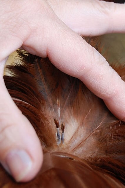 The anatomy of a chicken from tip to tail. New pin feathers growing on a moulting chicken look like quills.
