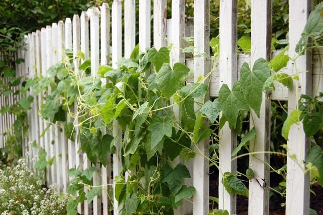 Mouse Melon Vine