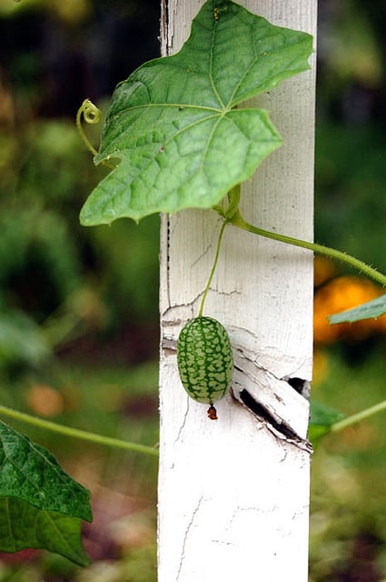 Mouse Melon