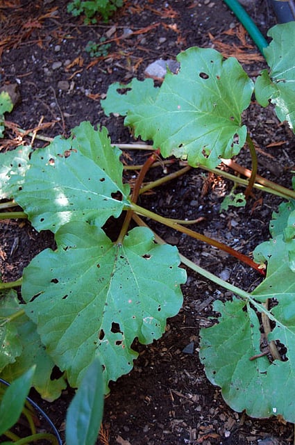 Old Rhubarb