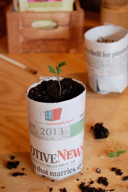 Tiny tomato seedling in paper pot.