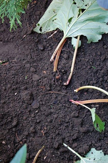 Planting Rhubarb