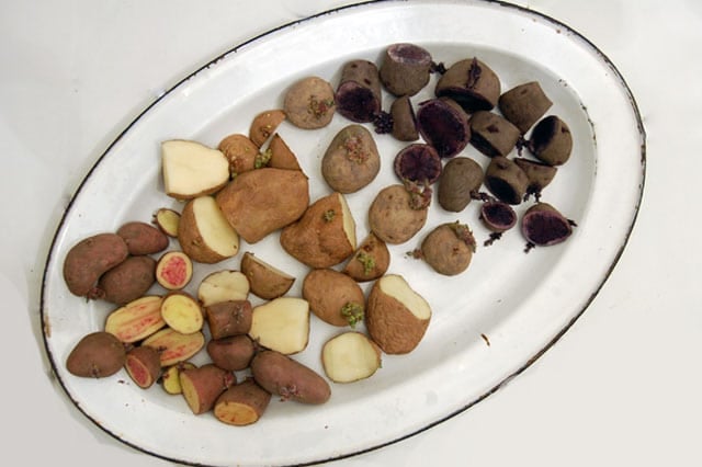Platter Of Potatoes