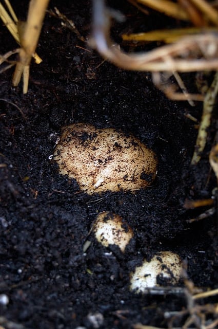 Potato In Dirt