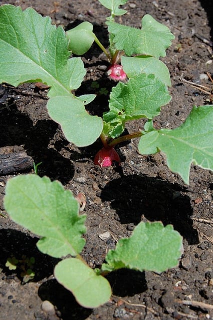 Radishes