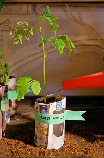 Sweet Baby Girl tomato seedling being watered.