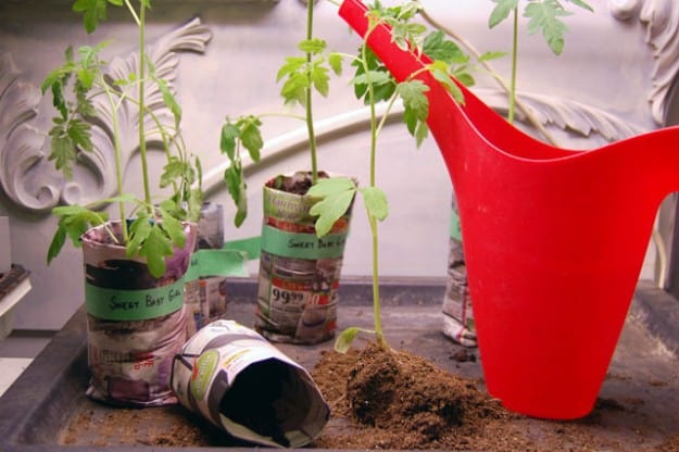 Repotting Tomato Seedlings