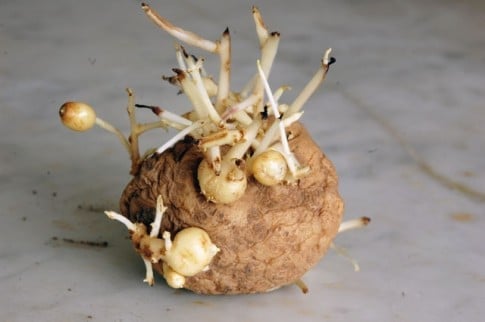 Seed potato that has sprouted and is growing tiny potatoes.
