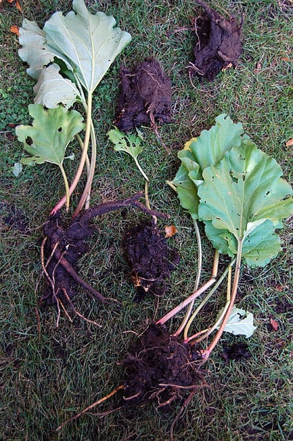 Splitting Rhubarb