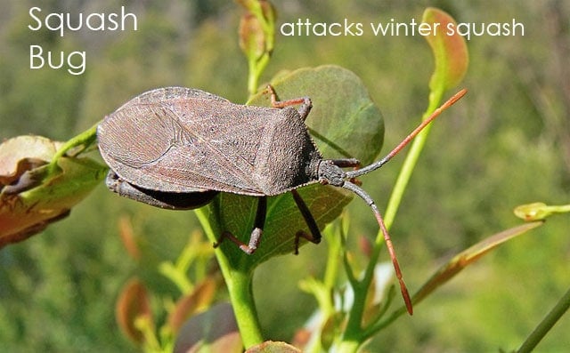 Squash Bug