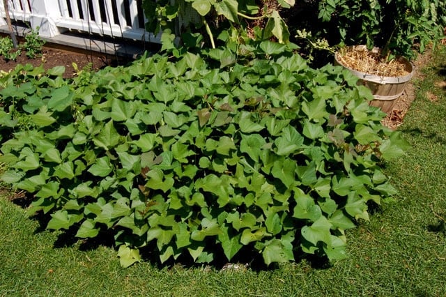 Sweet Potato Vines