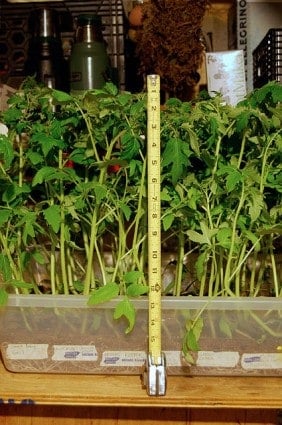 Tomato Seedlings Tall