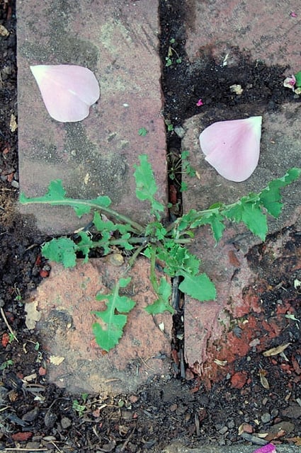 Dandelion growing through paver cracks.