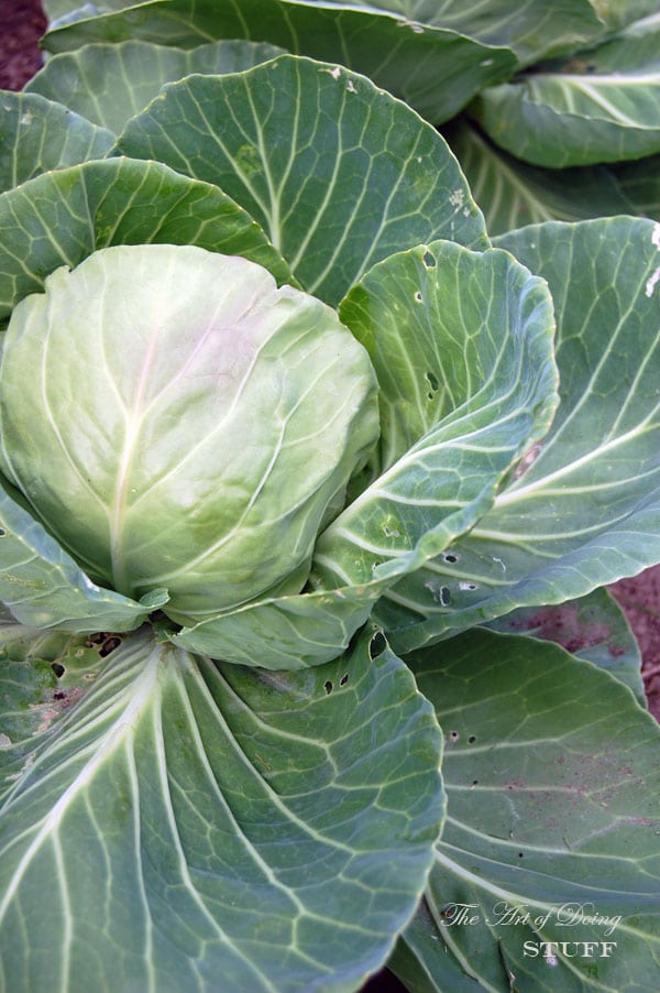 Large green cabbage head grows in a home garden bed.