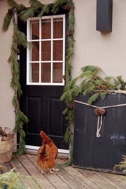 chicken door