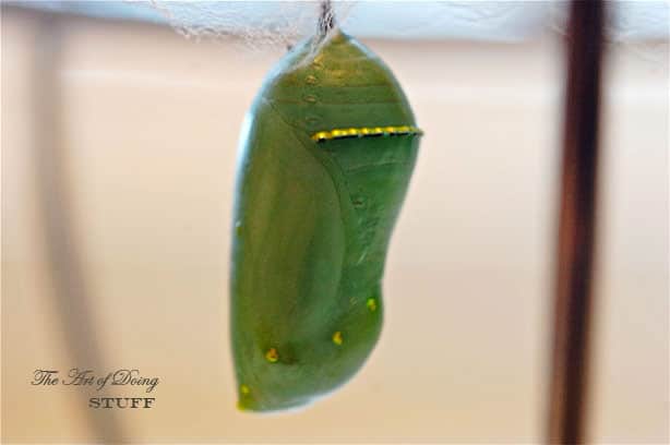 chrysalis