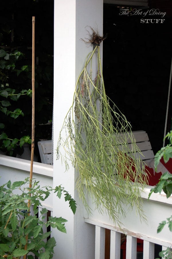 drying-lettuce-seed-heads