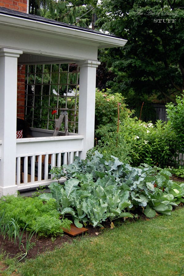 front-yard-vegetable-garden-corner