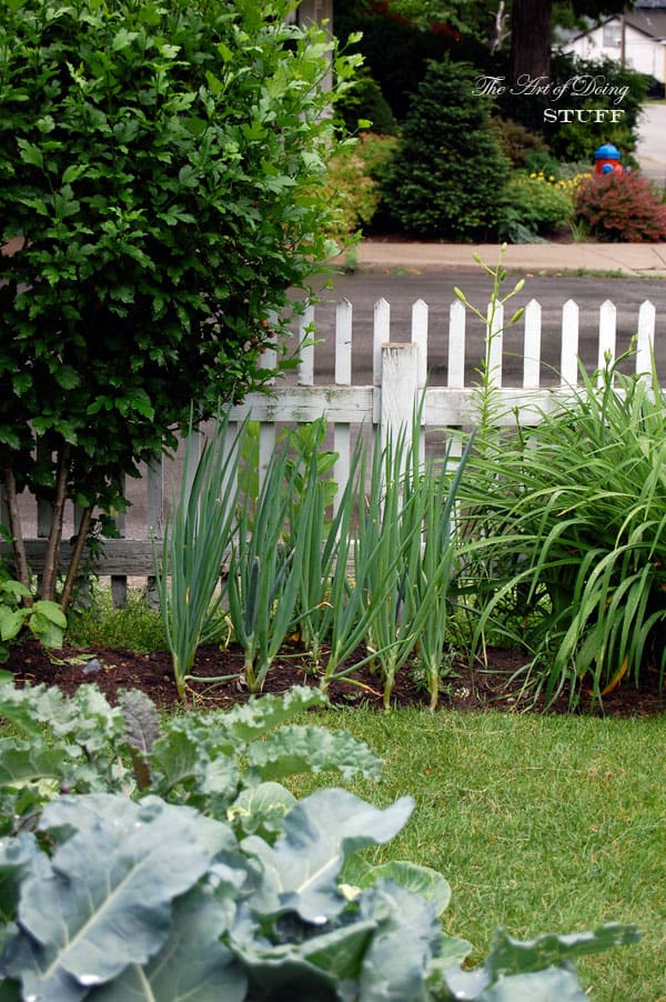 front-yard-vegetable-garden-onions
