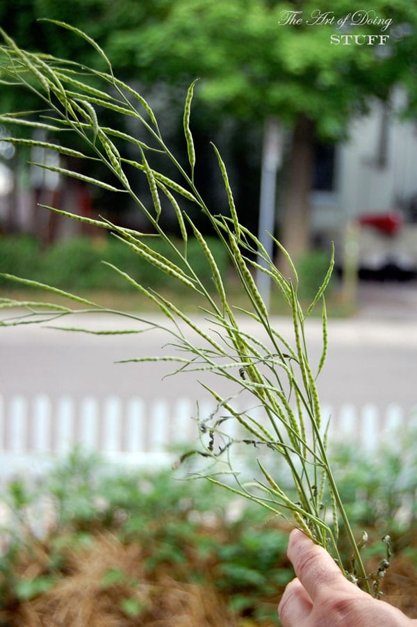 mizuna-seed-heads