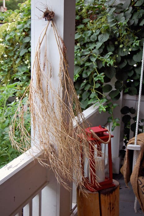 mizuna-seeds-drying