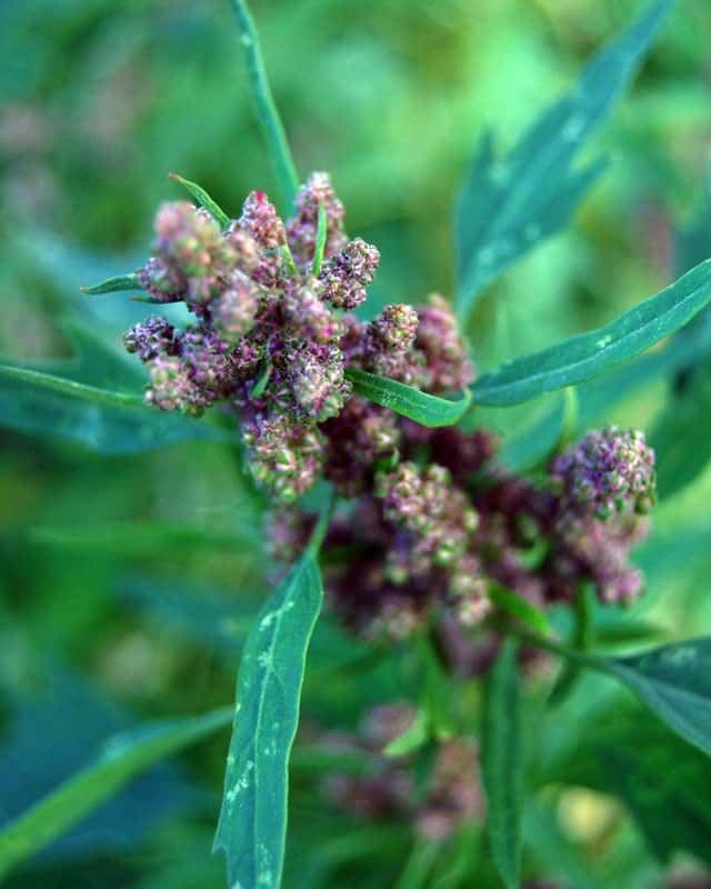 Cherry-vanilla-quinoa