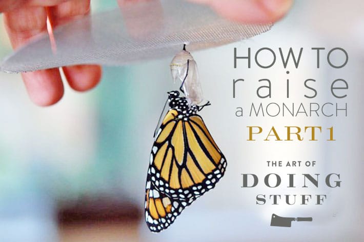 How-to-raise-a-monarch